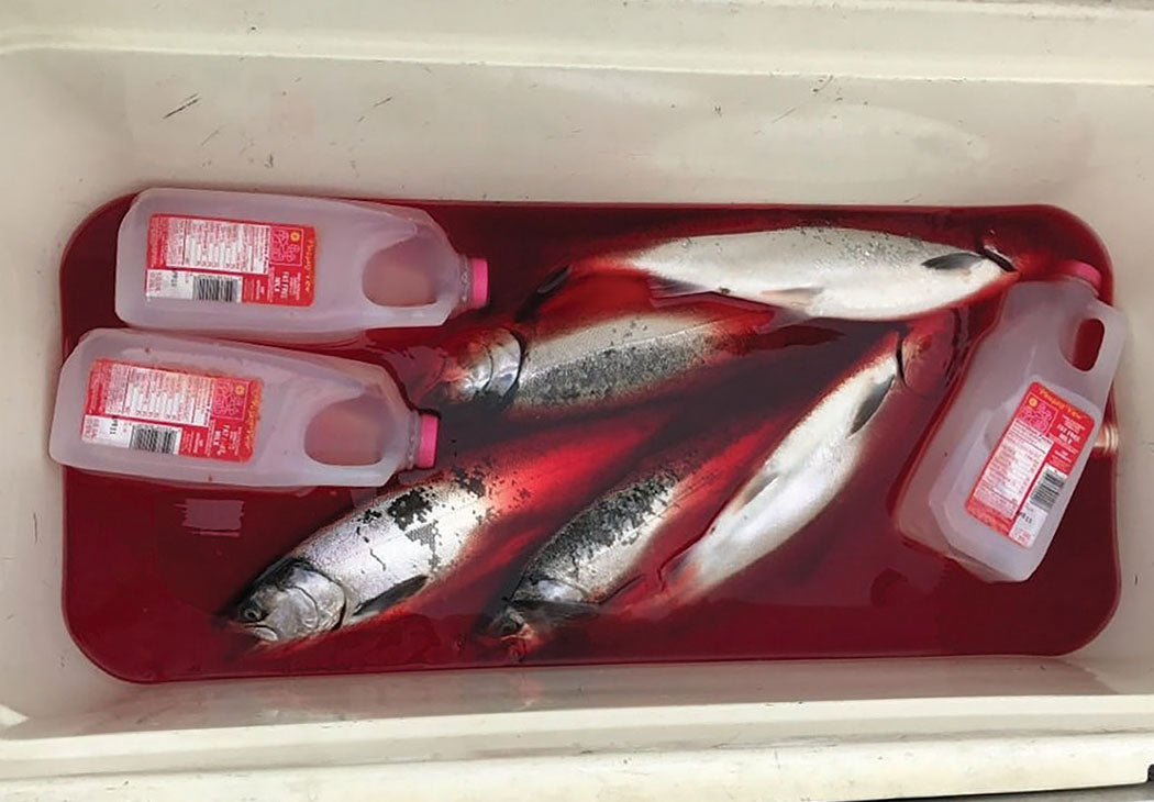 How To Keep A Fish Fresh After Catching Without Ice