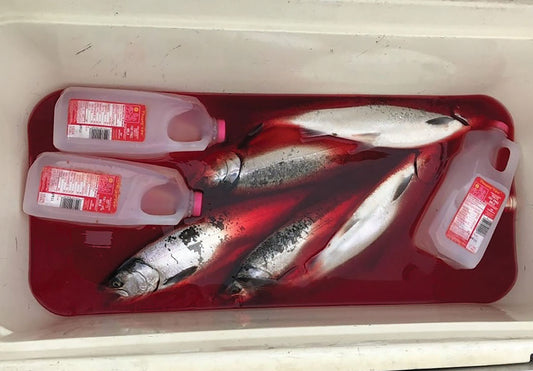 KEEPING YOUR FISH FRESH... NEVER FROZEN - by Captain Mike Schoonveld