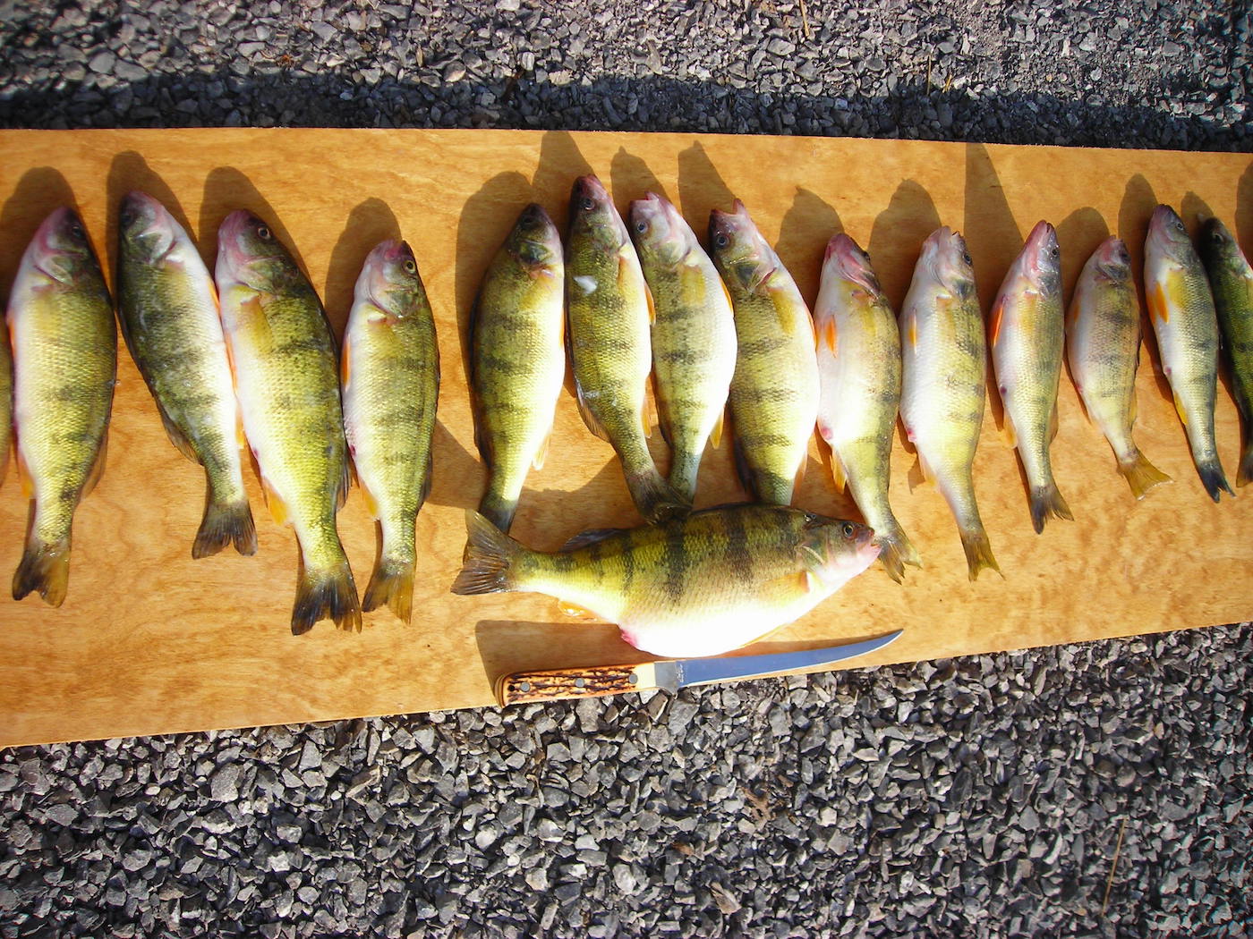 The Lazy Man's Rig To Perch Fishing Success by Darryl Choronzey