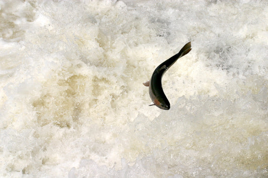 Skyrocketing Steelhead by Kenny Darwin