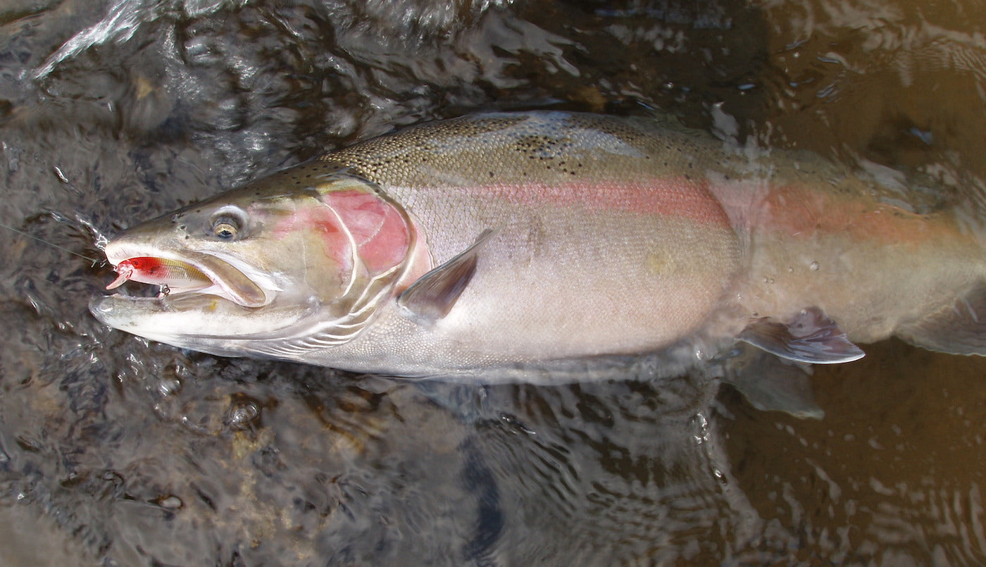 How to Pick the Best Plug Color for Steelhead