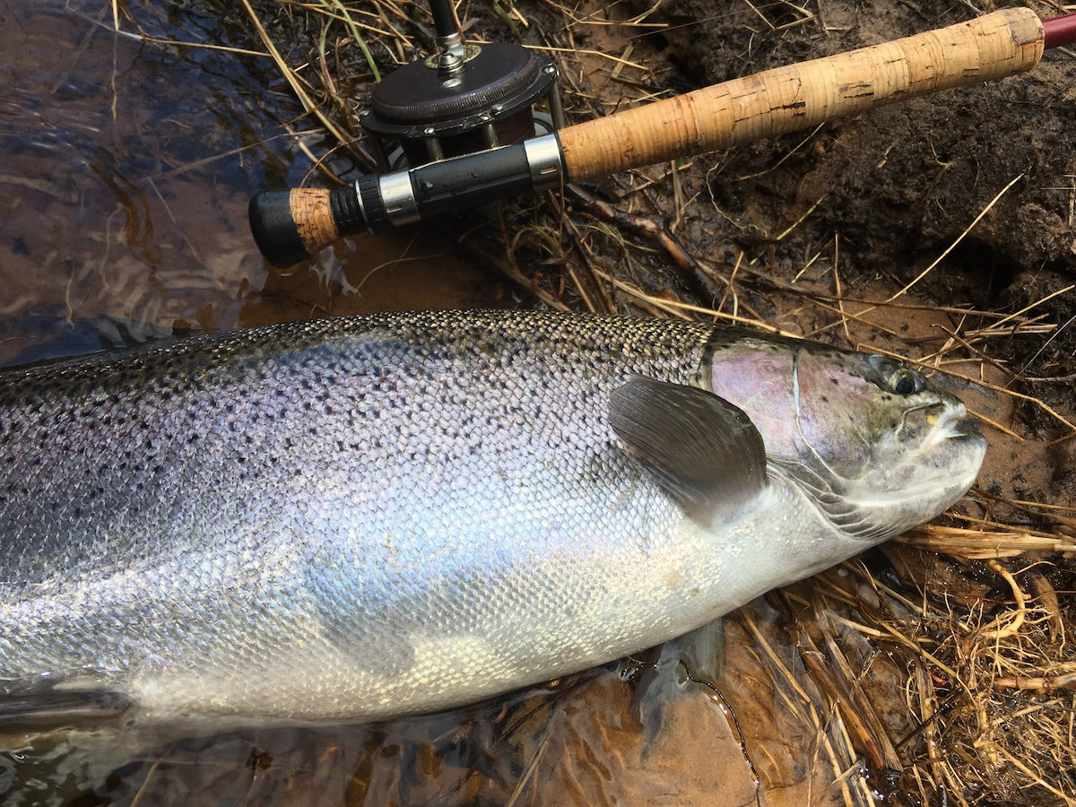 Steelhead and Suffering by Calvin McShane – Great Lakes Angler