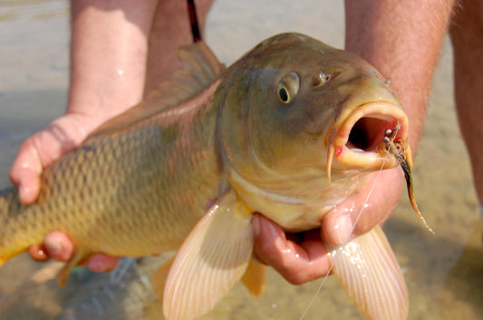 Great Lakes Carp Fly Fishing by Bob Gwizdz