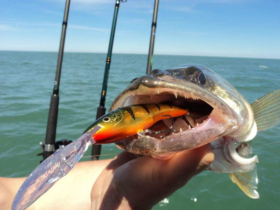 Dig for Gold with Copper by Capt. Scott Kuvshinikov Great Lakes Angler Dig for Gold with Copper by Capt. Scott Kuvshinikov Great Lakes Angler