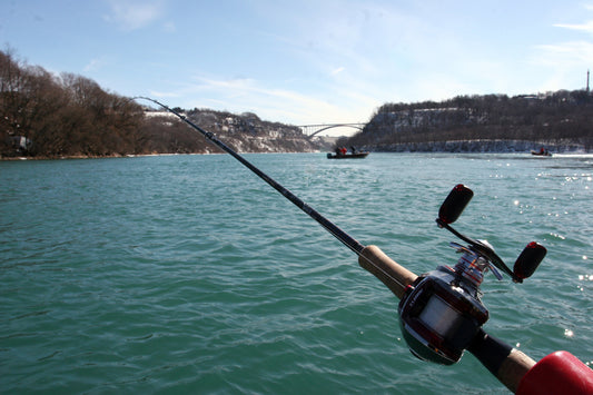 Niagara River Steelhead by Chris Shaffer