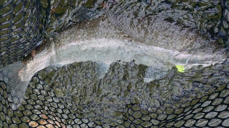 Hunting Steelhead in Low and Clear Water by Roger Hinchcliff