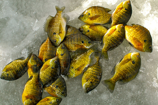 Panfish In The Doldrums by Mike Gnatkowski