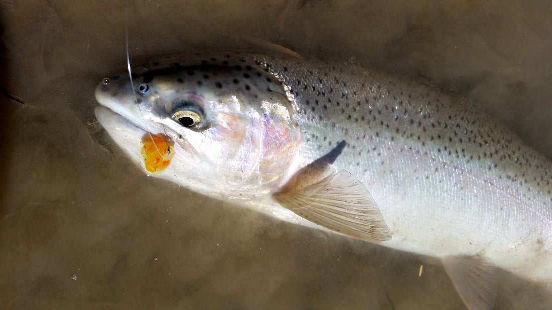 The Lost Art of Steelhead Bottom Bouncing by Dan Robson – Great Lakes Angler