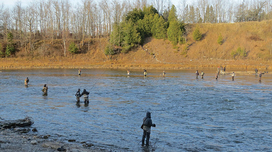 SAUGEEN STEELHEAD... THE GREATEST FISH STORY EVER TOLD - by Darryl Choronzey