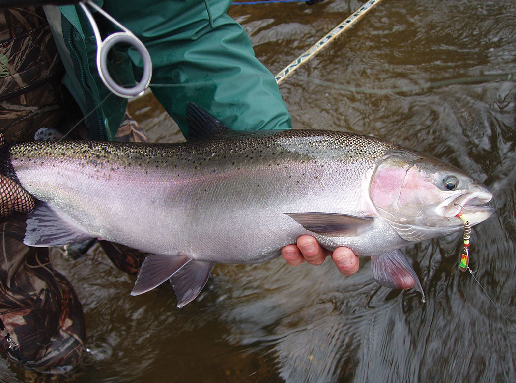 STEELHEAD RUN STATUS • Jim Bedford