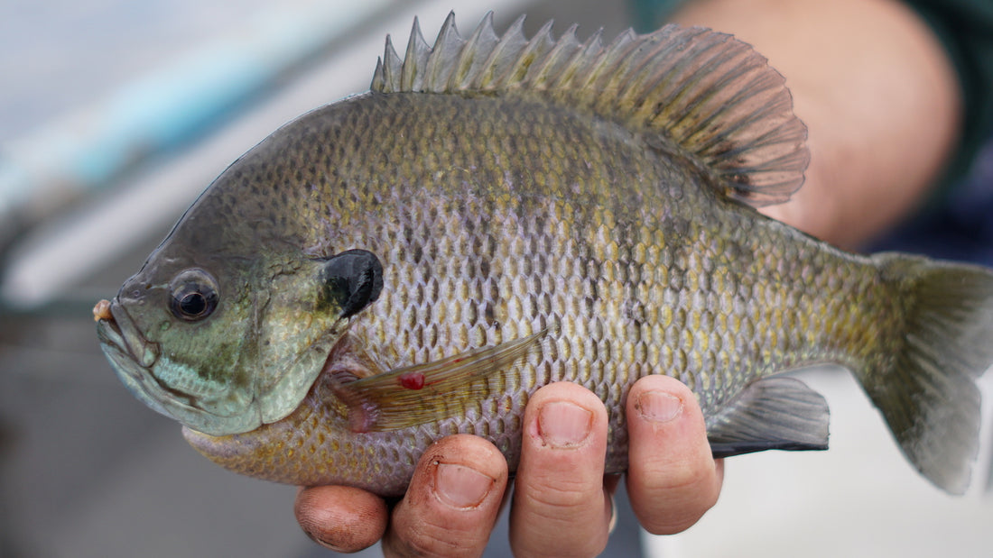 Boss Bluegills by Roger Hinchcliff