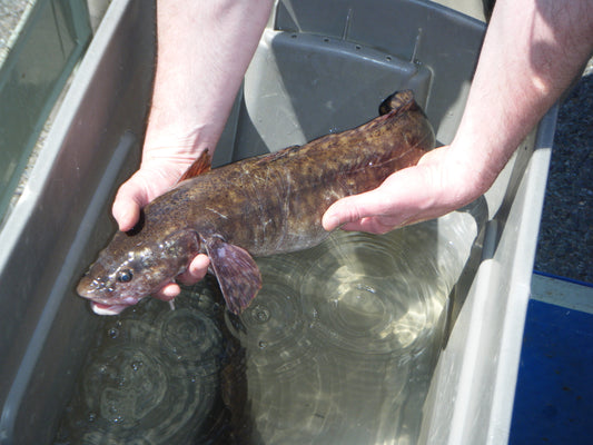 Fishing for Burbot by Joe Zentner