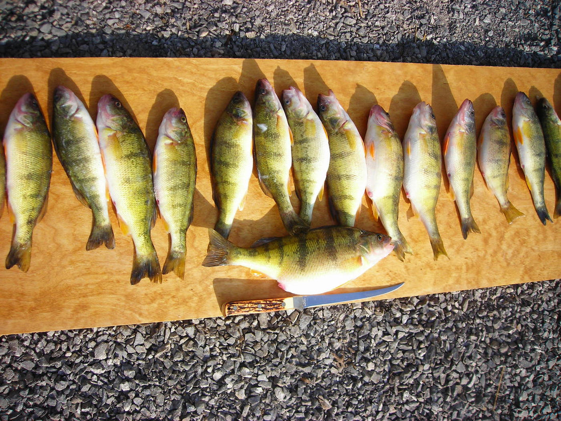 The Lazy Man's Rig To Perch Fishing Success by Darryl Choronzey – Great  Lakes Angler
