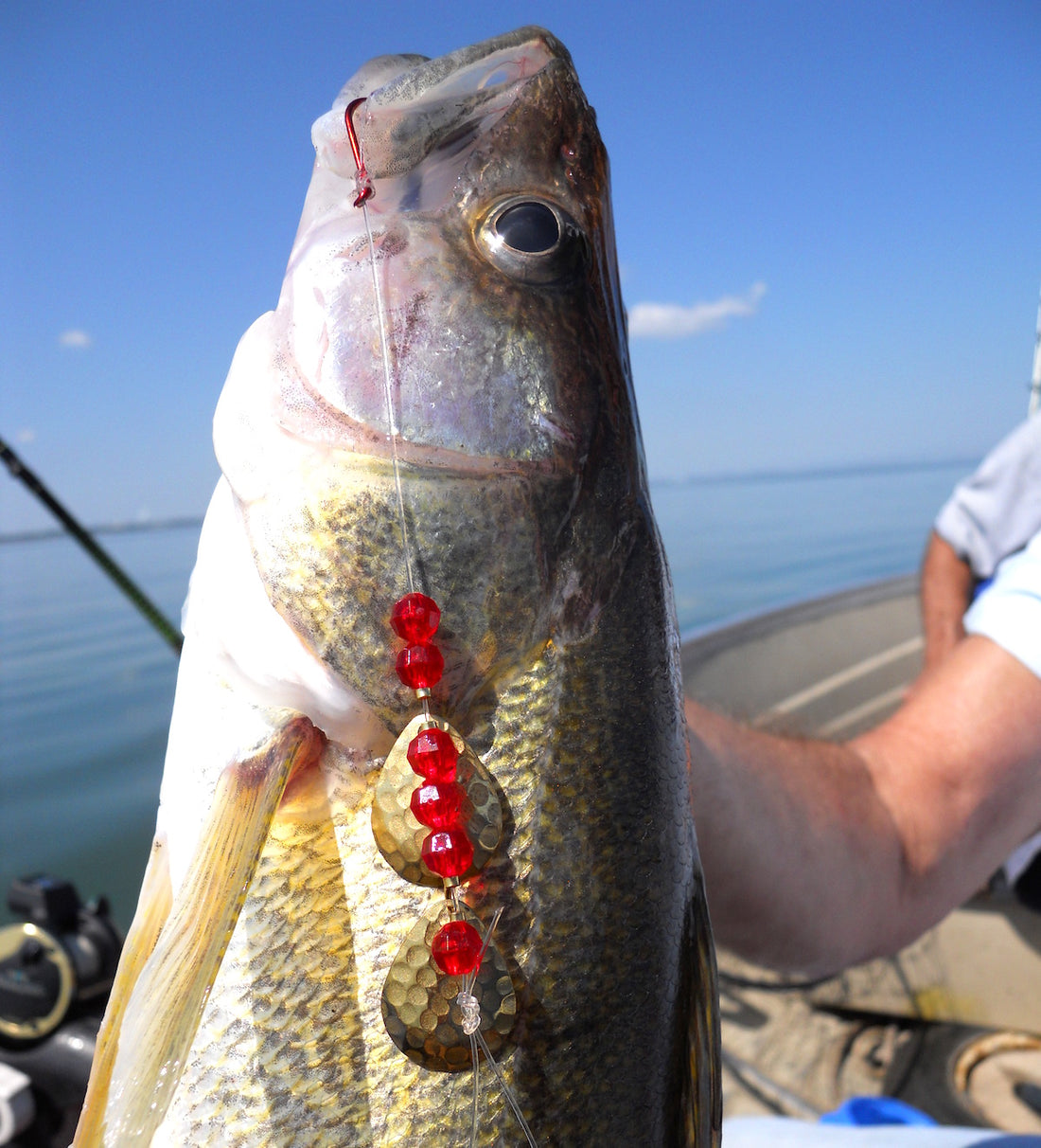 Lake Erie Shore Walleye by Paul Liikala