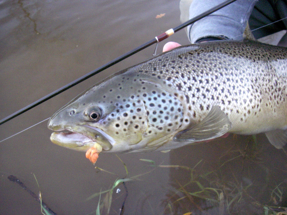 Sponge Balls (for Steelhead) by Tony Ensalaco