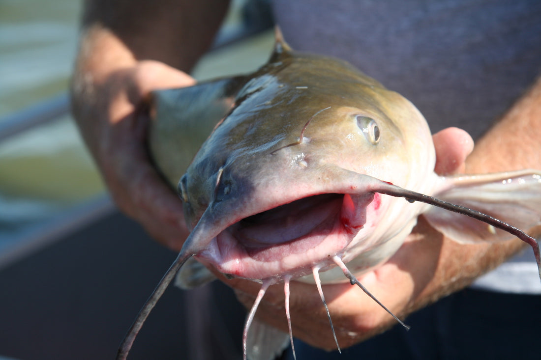 The Best Catfish Bait: An Angler's Guide