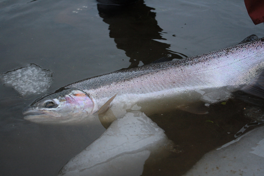 Drift Fishing for Winter Steelhead - Yakima Bait