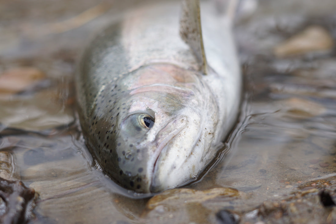 Hunting Steelhead in Low Clear Water by Roger Hinchcliff