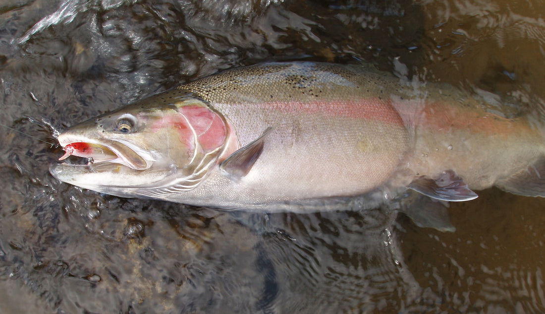 STICK It To Steelhead by Jim Bedford