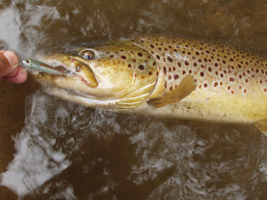 The Smolt Bite by Jim Bedford