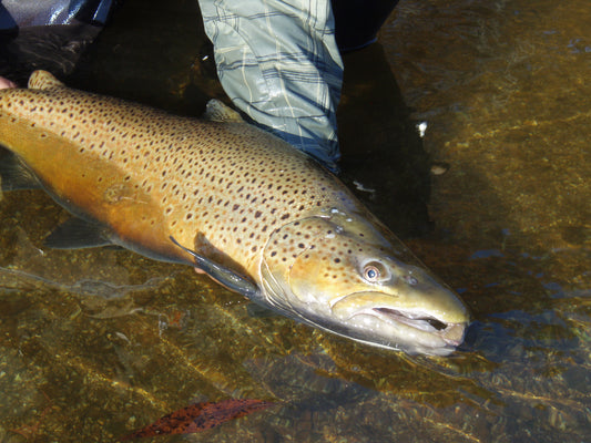 World-Class Brown Trout Fishing by Jim Teeny