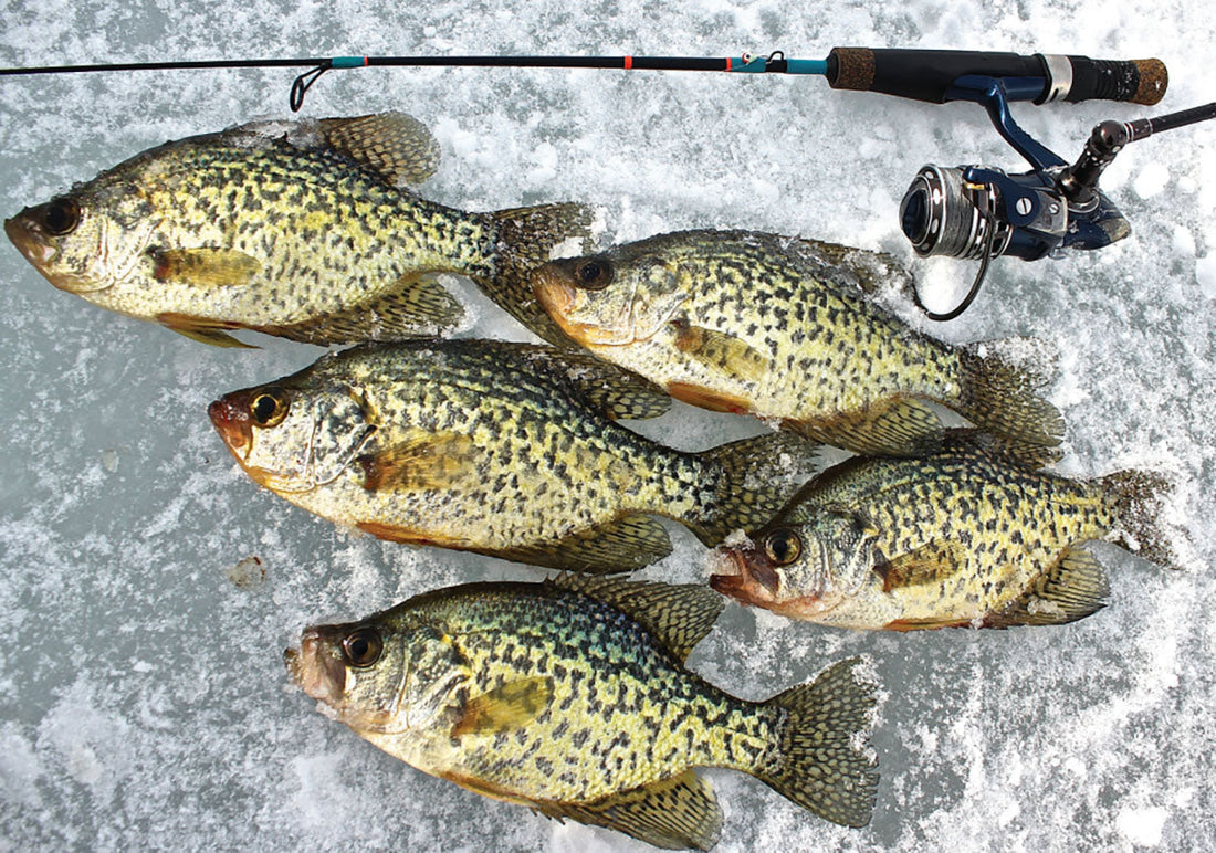 SLOW DOWN FOR PRODIGIOUS PANFISH - Matt Straw