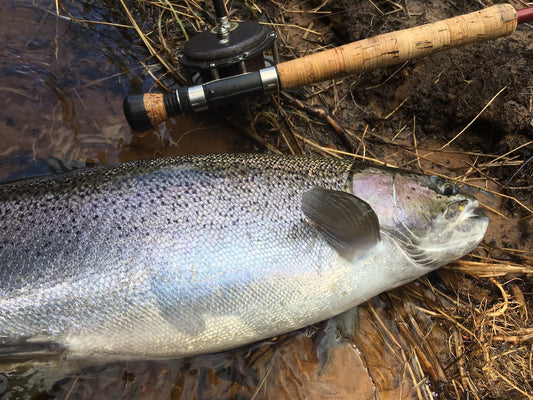 Steelhead and Suffering by Calvin McShane