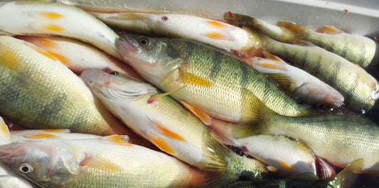 Erie’s Central Basin Lost Perch  by Paul Liikala