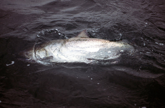 Great Lakes Angler Fishing Articles – tagged salmon – Page 3